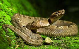 Children whose past life memories include death by snake bite often show a terror of snakes picture of snake, often the subject of phobias
