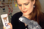 Aimée Morgana teaching N'kisi to speak 