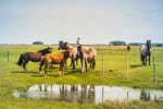 photograph of countryside of Rio Grande do Sul, Brazil